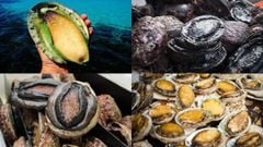  Bào ngư có mấy loại? Tổng hợp các loại bào ngư ngon và phổ biến 