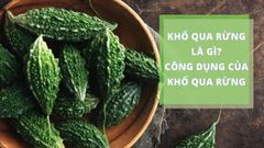  Khổ qua rừng là gì? Công dụng của khổ qua rừng, cách dùng và nơi bán 