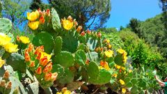  Xương rồng lê gai - prickly pear là gì? Cách sử dụng, tác dụng và nơi mua 