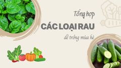  Mùa hè trồng rau gì? Tổng hợp các loại rau mùa hè dễ trồng, dễ chăm sóc 