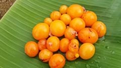  Trứng gà non là gì, bao nhiêu calo? Mua trứng gà non ở đâu? 