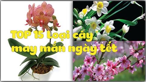 Top 15 loại cây cảnh đẹp chưng Tết mang may mắn tài lộc cho gia chủ