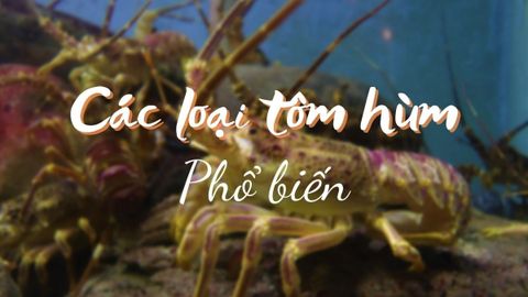 Các loại tôm hùm phổ biến ở Việt Nam và trên thế giới