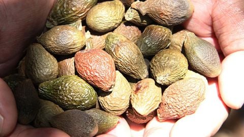Hạt ươi là hạt gì? Có mấy loại? Cách sử dụng, chế biến hạt ươi và giá bán
