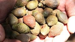  Hạt ươi là hạt gì? Có mấy loại? Cách sử dụng, chế biến hạt ươi và giá bán 