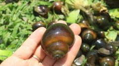  Ốc nhồi là gì? Giá ốc nhồi bao nhiêu 1 kg? Phân biệt ốc bươu vàng, ốc nhồi 