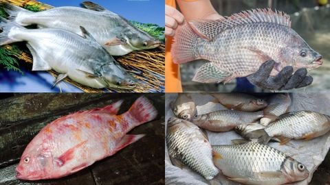 Tổng hợp các loại cá dùng làm chả cực ngon phổ biến và được ưa chuộng
