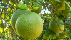  Cách chọn mua bưởi năm roi ngon, ngọt mọng nước dễ dàng nhất 
