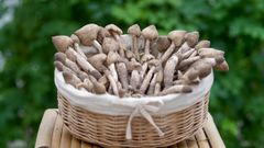 Nấm mối là gì? Công dụng, cách bảo quản và cách chế biến nấm mối 