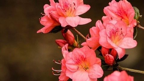 Ý nghĩa hoa đỗ quyên | Loài hoa cho tình yêu đôi lứa