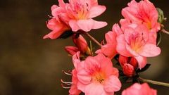  Ý nghĩa hoa đỗ quyên | Loài hoa cho tình yêu đôi lứa 