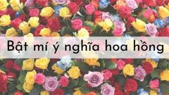  Giải mã ý nghĩa hoa hồng về số lượng và màu sắc 