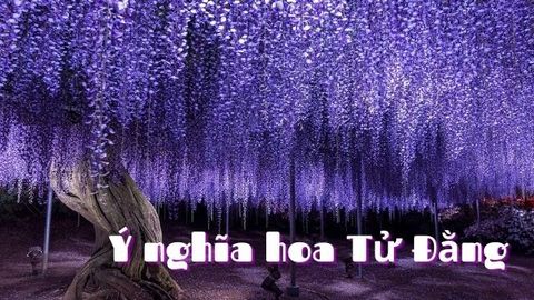 Ý nghĩa hoa Tử Đằng | Biểu tượng của tình yêu vĩnh hằng