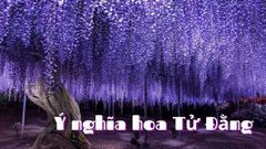  Ý nghĩa hoa Tử Đằng | Biểu tượng của tình yêu vĩnh hằng 