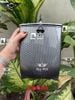Hộp Giữa Đựng Đồ Mini Carbon [Có Khóa] Gắn Vision 2021 - 2025 MS6669