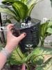 Hộp Giữa Đựng Đồ Mini Carbon [Có Khóa] Gắn Vision 2021 - 2025 MS6669
