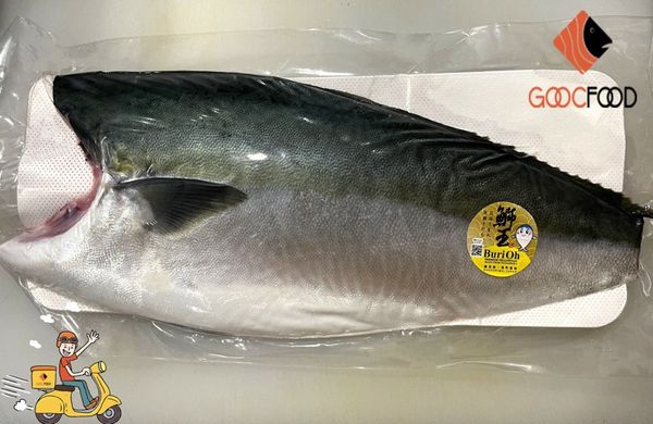 Cá Cam Nhật Bản