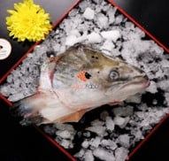CA15 FROZEN SALMON HEAD