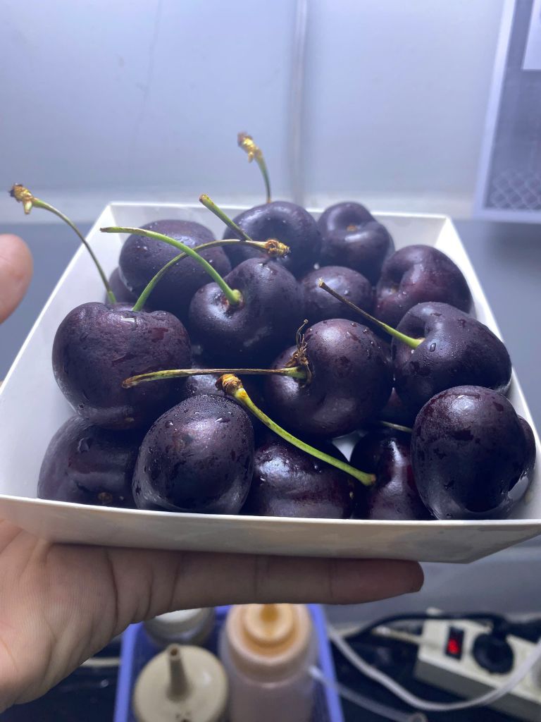 CHERRY CHILE NHẬP KHẨU HỘP 300GR (Hết Hàng)
