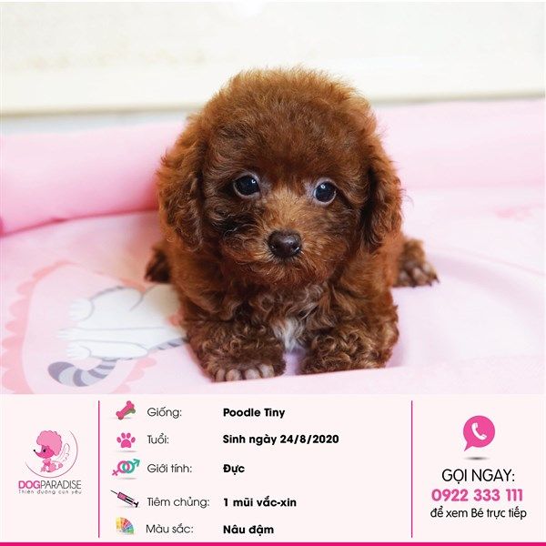 Poodle Tiny màu nâu đực