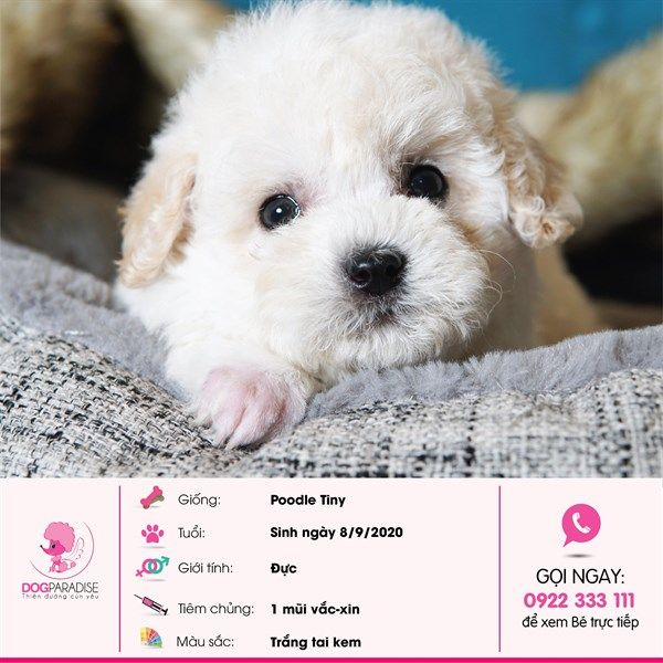 Poodle Tiny đực màu trắng