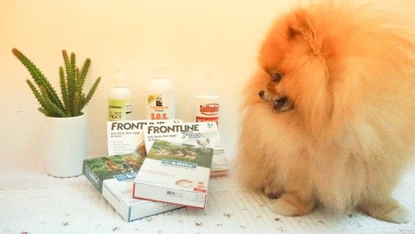 Frontline Plus trị ve rận cho chó nhỏ dưới 10kg - 0.67ml