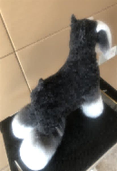 Lông chó giả toàn thân Schnauzer RMD-1400