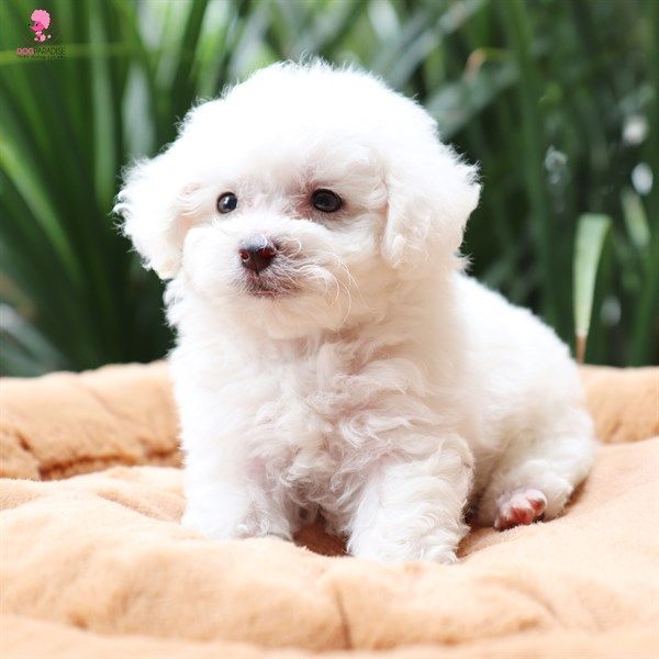 Poodle Tiny đực trẳng