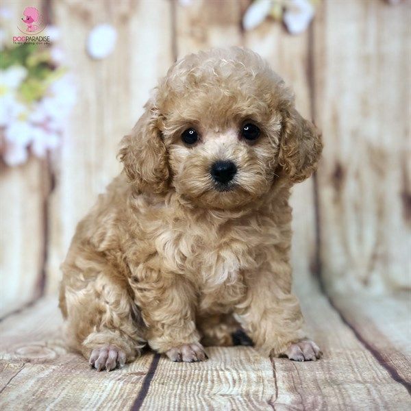 Poodle Tiny Kem Cái