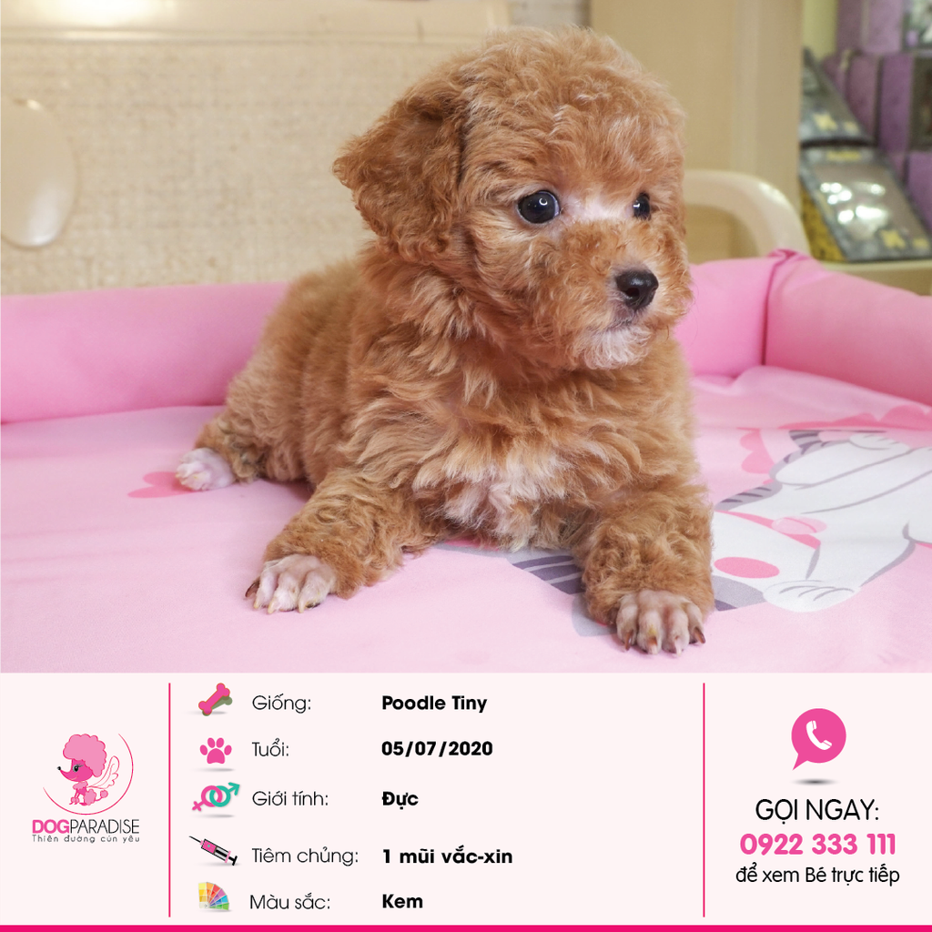 Poodle Tiny Đực Kem