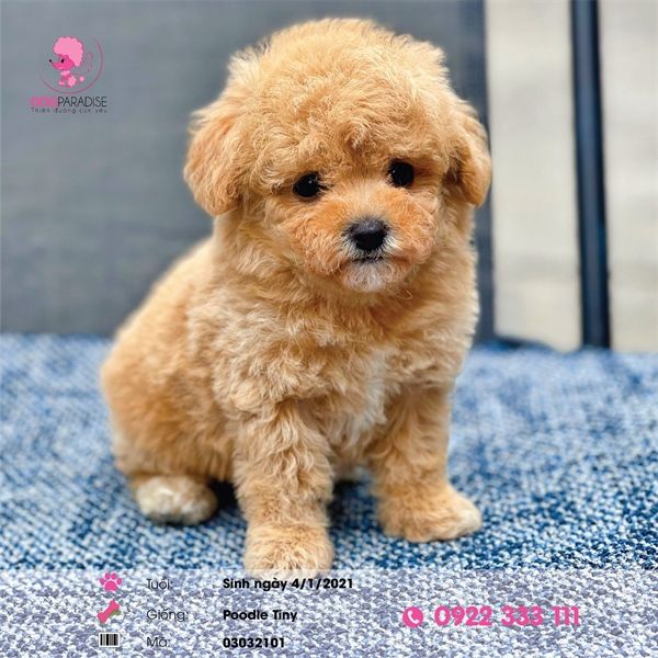 Poodle tiny màu vàng kem (đực) 03032101- Chích ngừa 1 mũi