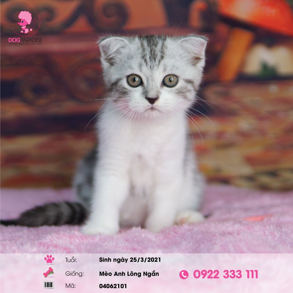 Mèo Anh lông ngắn màu silver tabby (đực)-04062101- chích ngừa một mũi