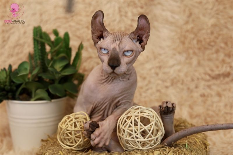 Mèo không lông Ai Cập (Sphynx) Cái - Đã tiêm ngừa 1 mũi