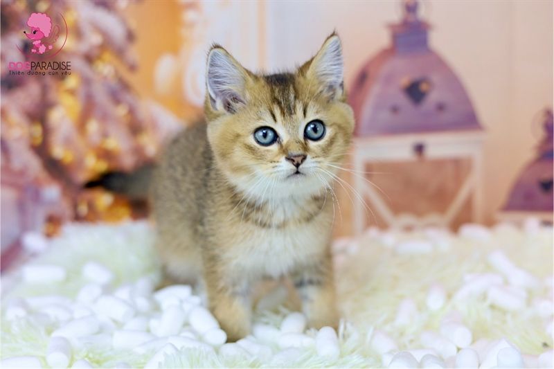 Mèo Anh lông ngắn Golden tabby (Đực) - Đã tiêm 1 mũi