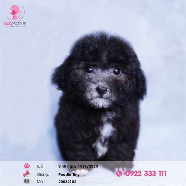 Poodle tiny xám (đực) -20032102- chích ngừa 1 mũi