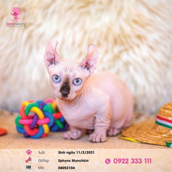 Mèo không lông Ai Cập (Sphynx) Munchkin tai xoắn (cái)- 08052104- Chích ngừa 1 mũi