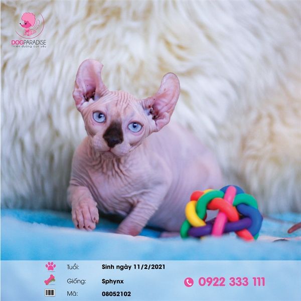 Mèo không lông Ai Cập (Sphynx) tai xoắn (cái) - 08052102- Chích ngừa 1 mũi