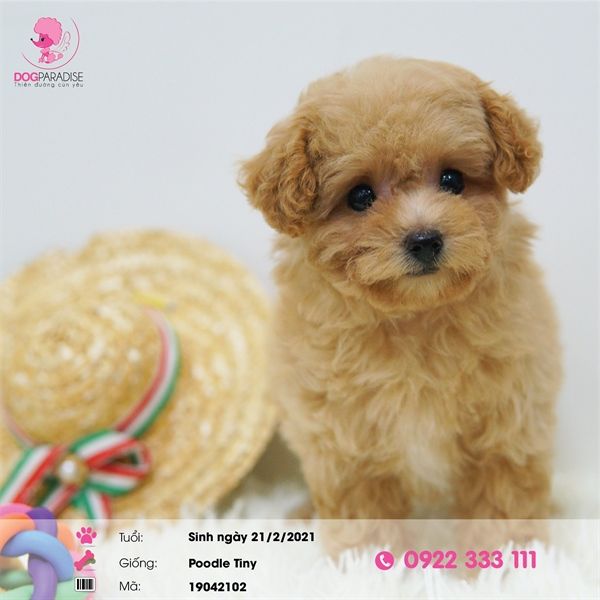 Poodle tiny nâu nhạt (cái)- 19042102- Chích ngừa một mũi