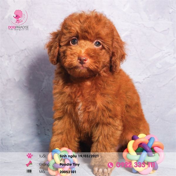 Poodle tiny nâu đỏ (đực)- 20052101- chích ngừa 1 mũi