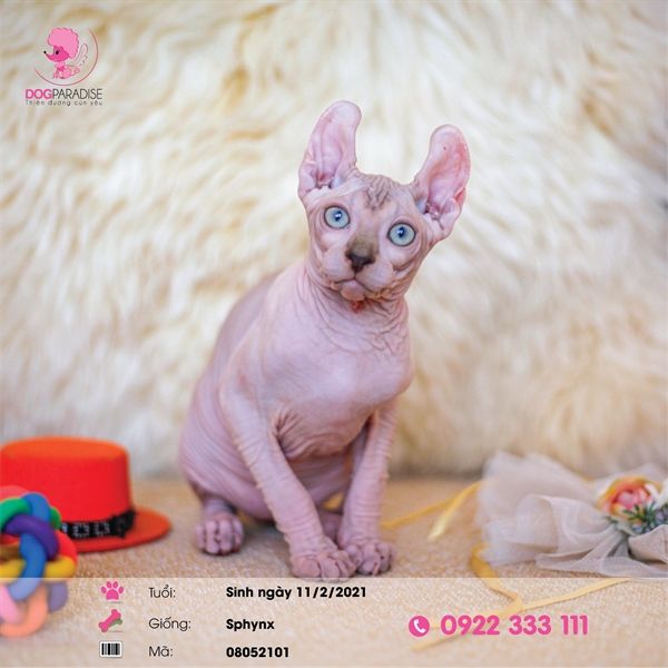 Mèo không lông Ai Cập (Sphynx) tai xoắn (đực) - 08052103- Chích ngừa 1 mũi