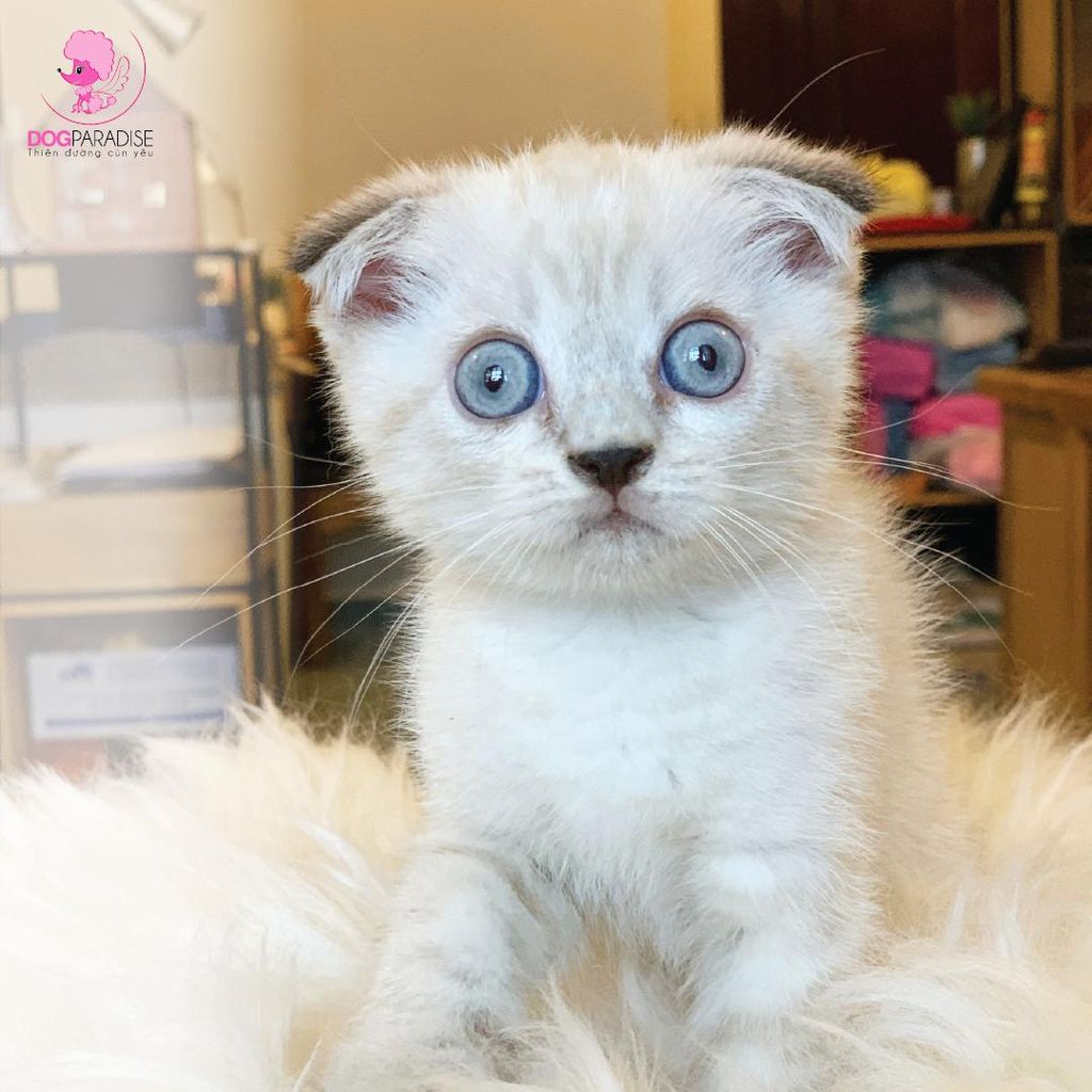 Mèo Anh Lông Ngắn - Tai Cụp - Scottish Fold (2 Con)