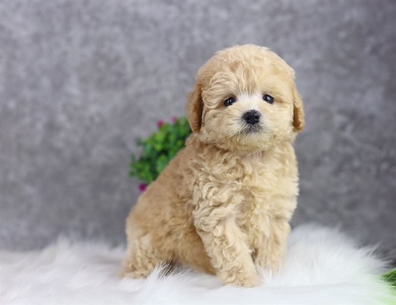 Poodle tiny màu kem (đực) 11032102- Chích ngừa 1 mũi