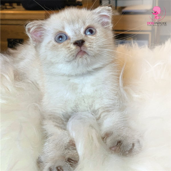 Mèo Scottish Fold