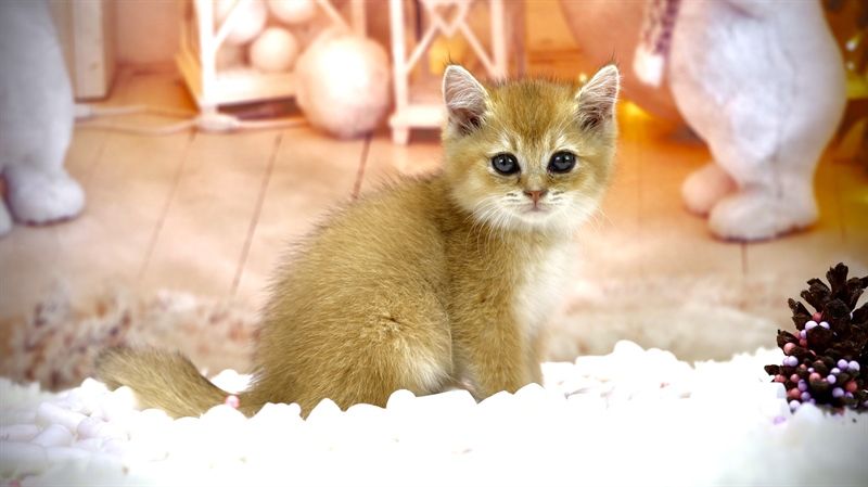 Mèo Anh lông ngắn Golden (Đực) - Đã tiêm ngừa 1 mũi