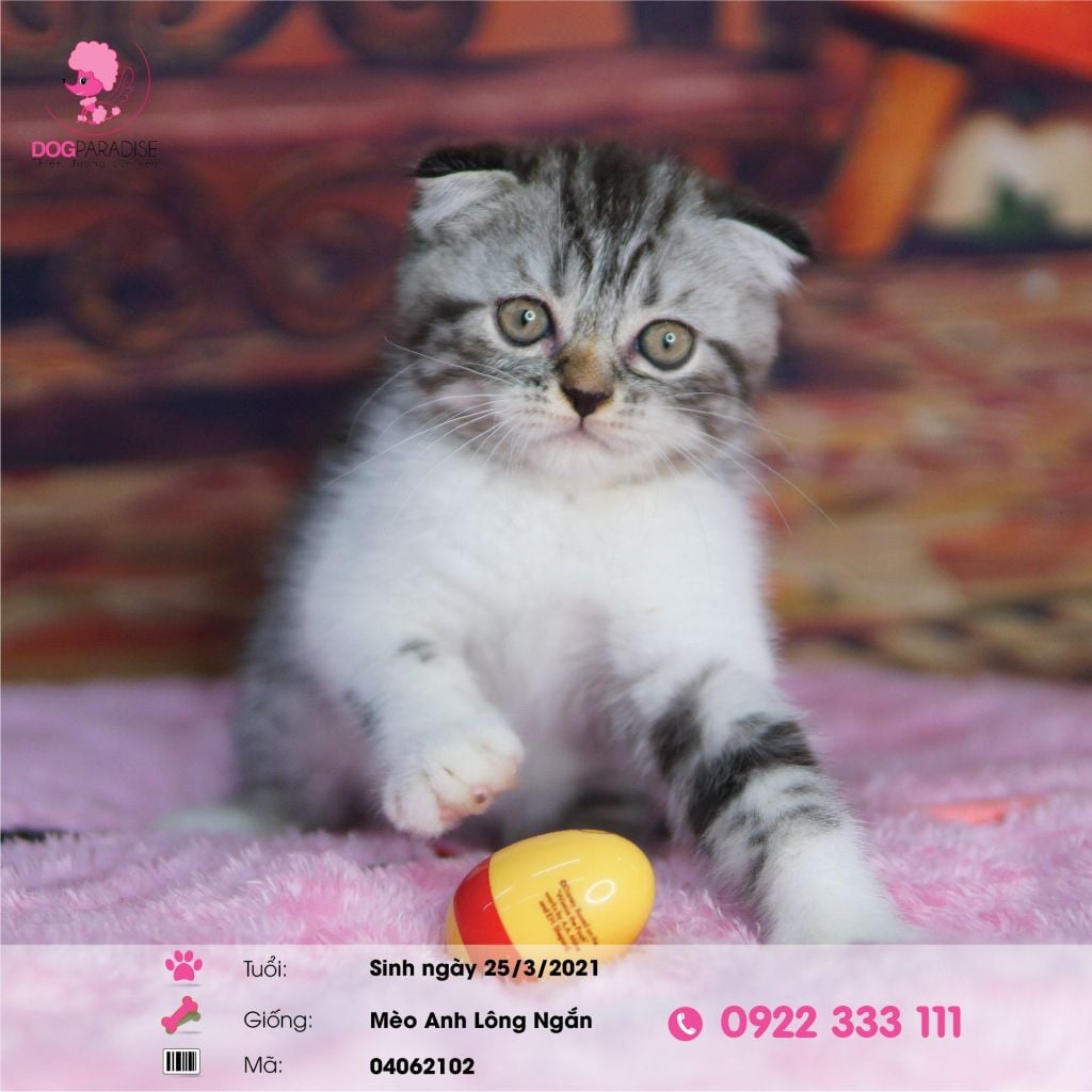 Mèo Anh lông ngắn màu silver tabby (đực)-04062102- chích ngừa một mũi