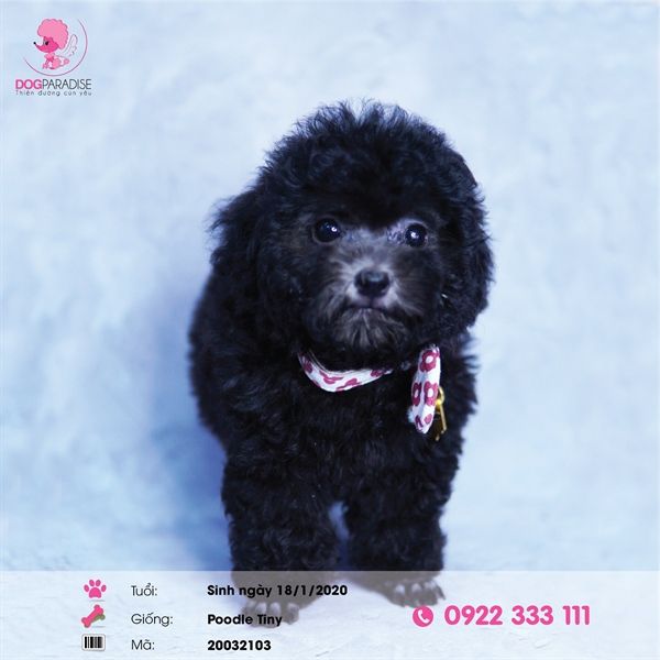 Poodle tiny xám (đực)- 20032103- Chích ngừa 1 mũi