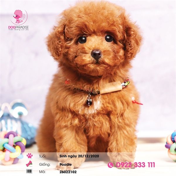 Poodle tiny màu Nâu đỏ - 26022102 - Chích Ngừa 2 mũi