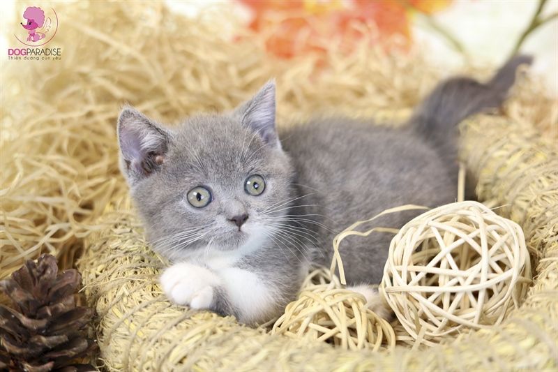 Mèo Anh lông ngắn Silver Tabby (Đực) - Đã tiêm 1 mũi