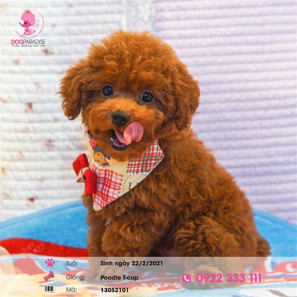 Poodle Teacup nâu đỏ - 13052101 - chích ngừa 1 mũi