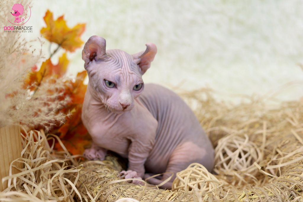 Mèo Ai cập không lông Phynx Bicolor lùn (Cái) - Đã tiêm 1 mũi